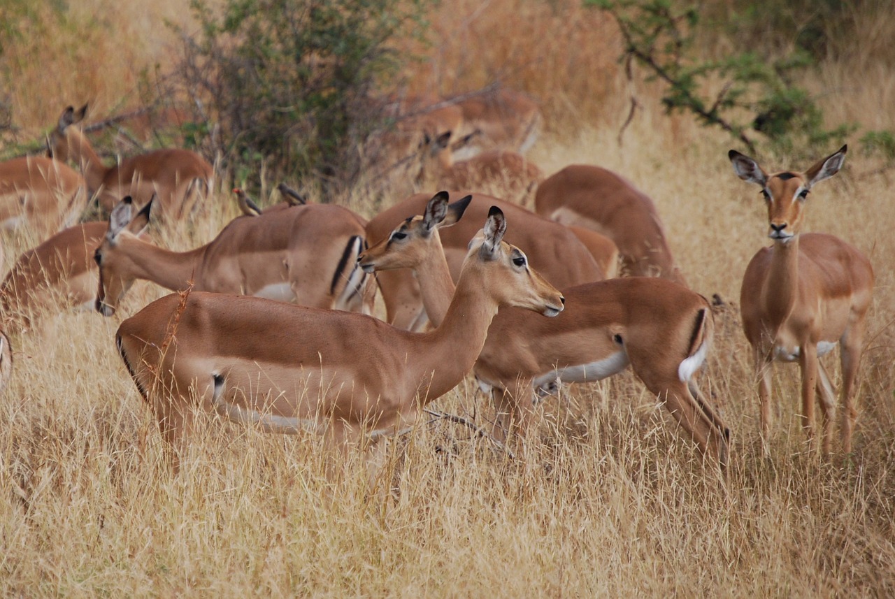 impala africa wildlife free photo