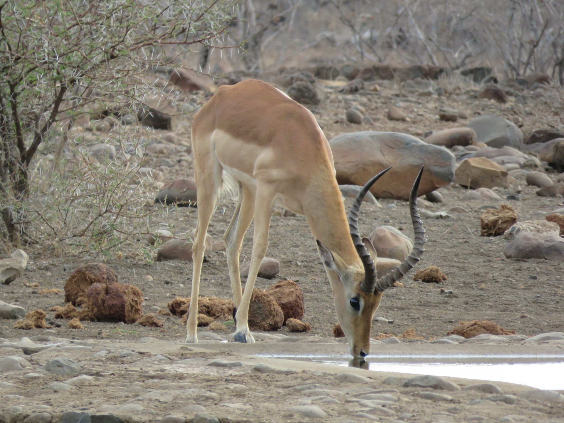 impala antelope waterhole free photo