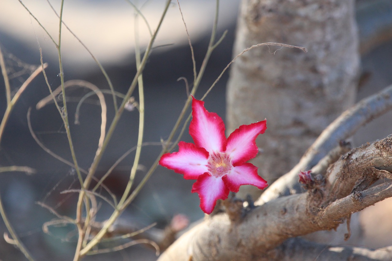 impala lily flower pink free photo