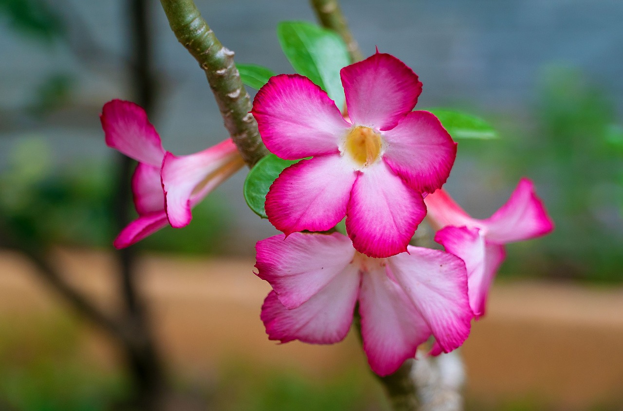 impala lily  desert rose  adenium obesum free photo