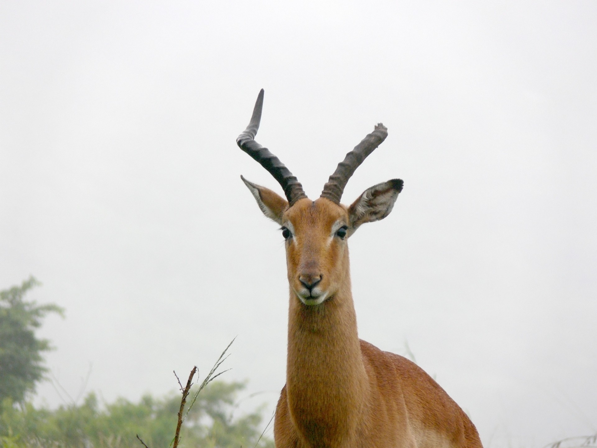 impala buck antelope free photo