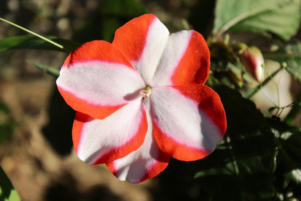 impatiens flower plant free photo