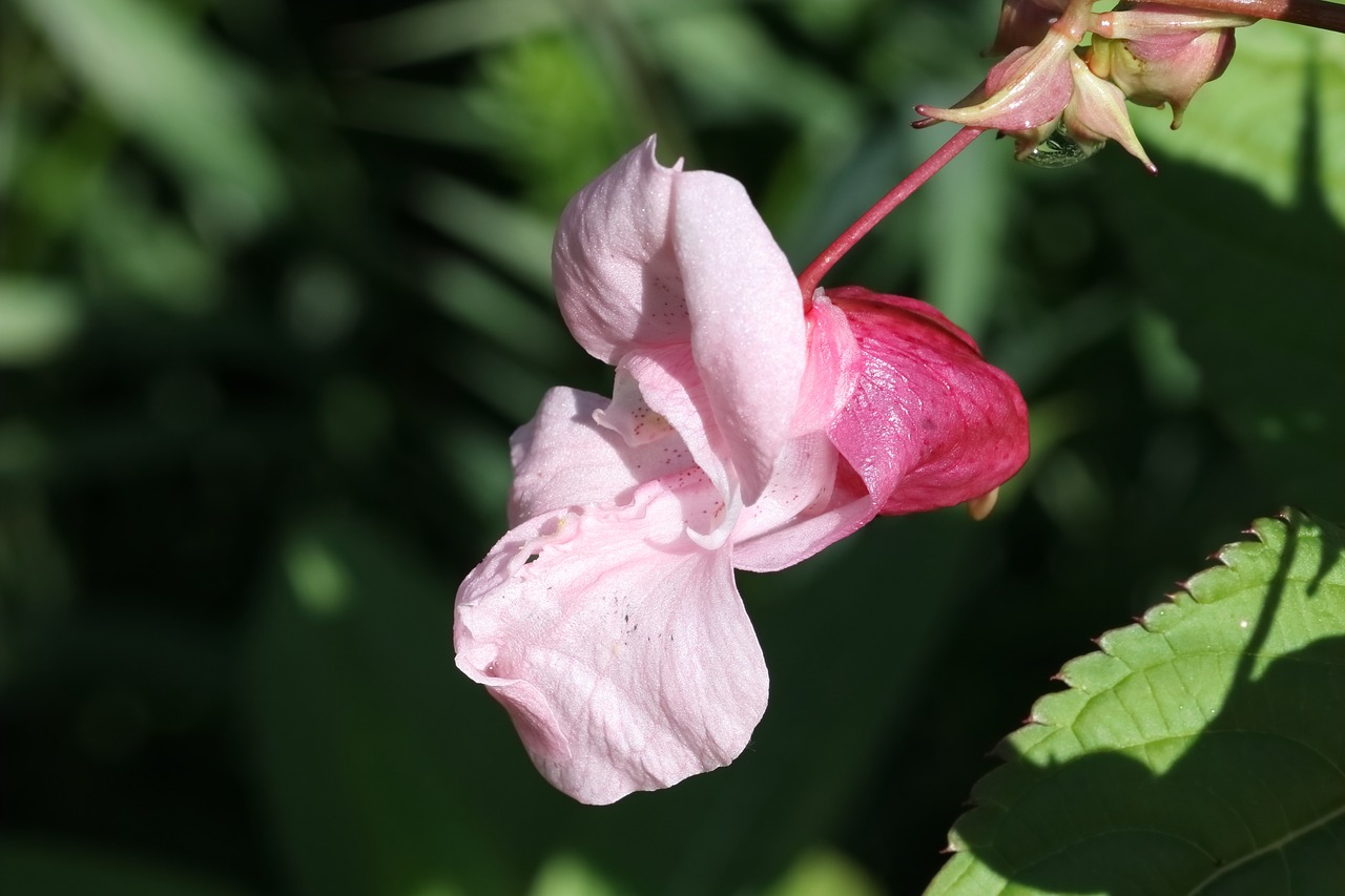 impatiens  orchid  flower free photo