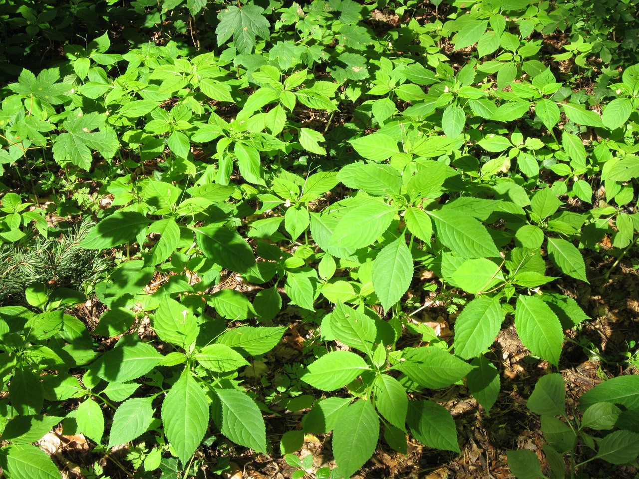 impatiens jewelweed touch-me-not free photo