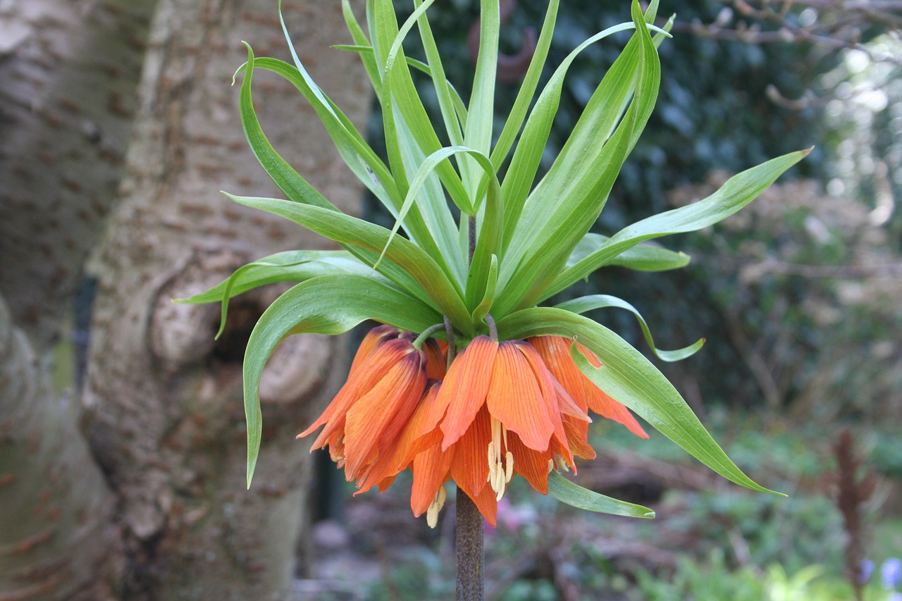 imperial crown flower orange flower free photo