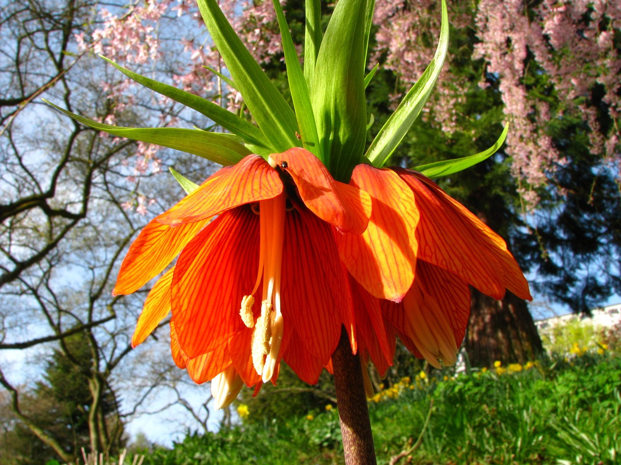 imperial crown flower blossom free photo