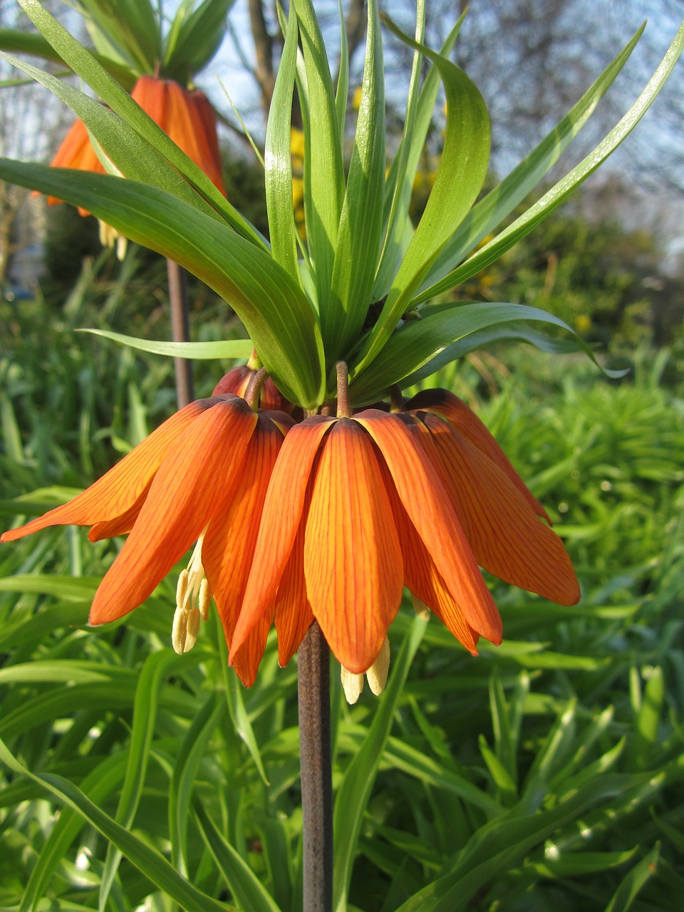 imperial crown flower orange free photo