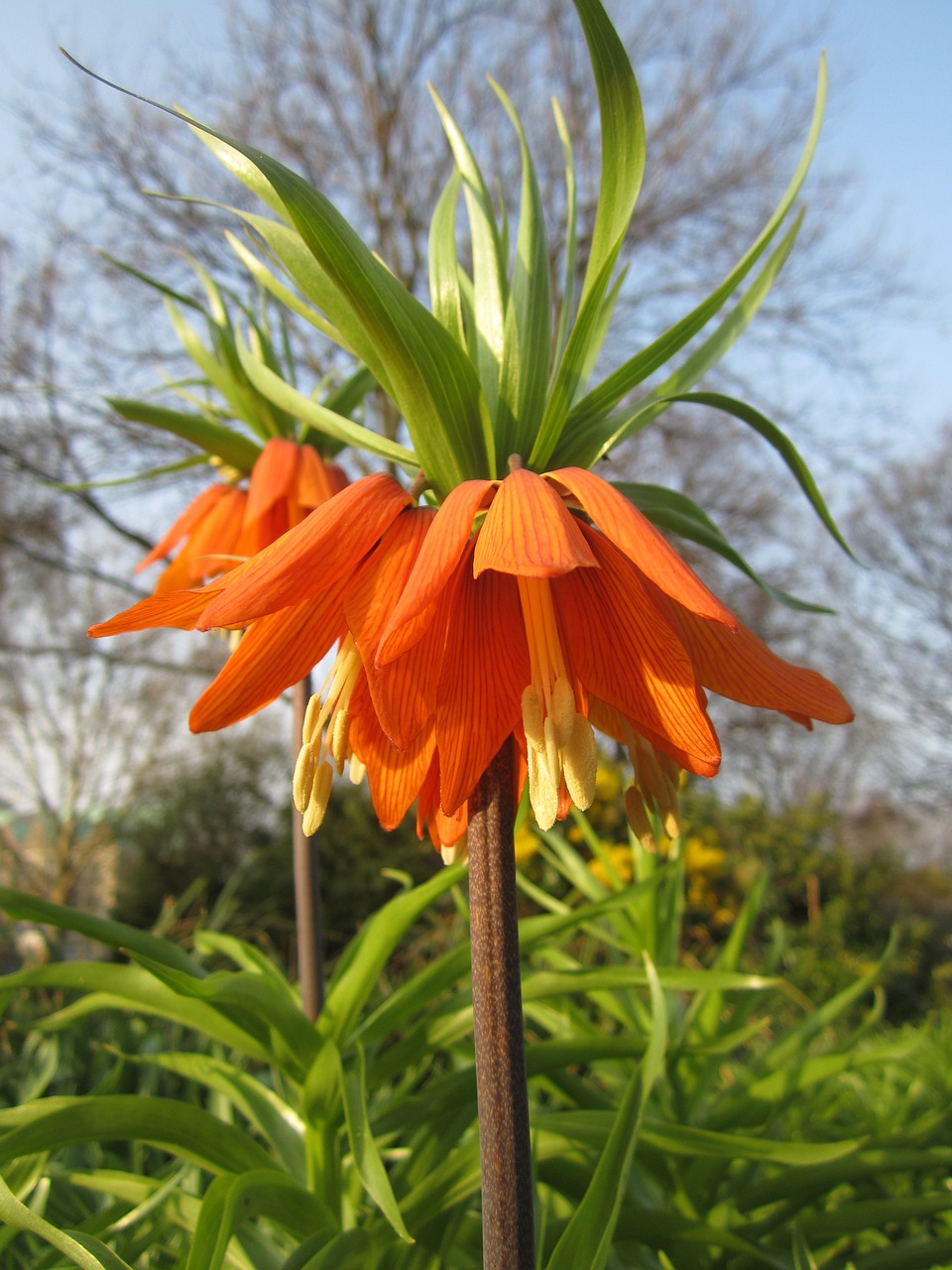 imperial crown flower orange free photo