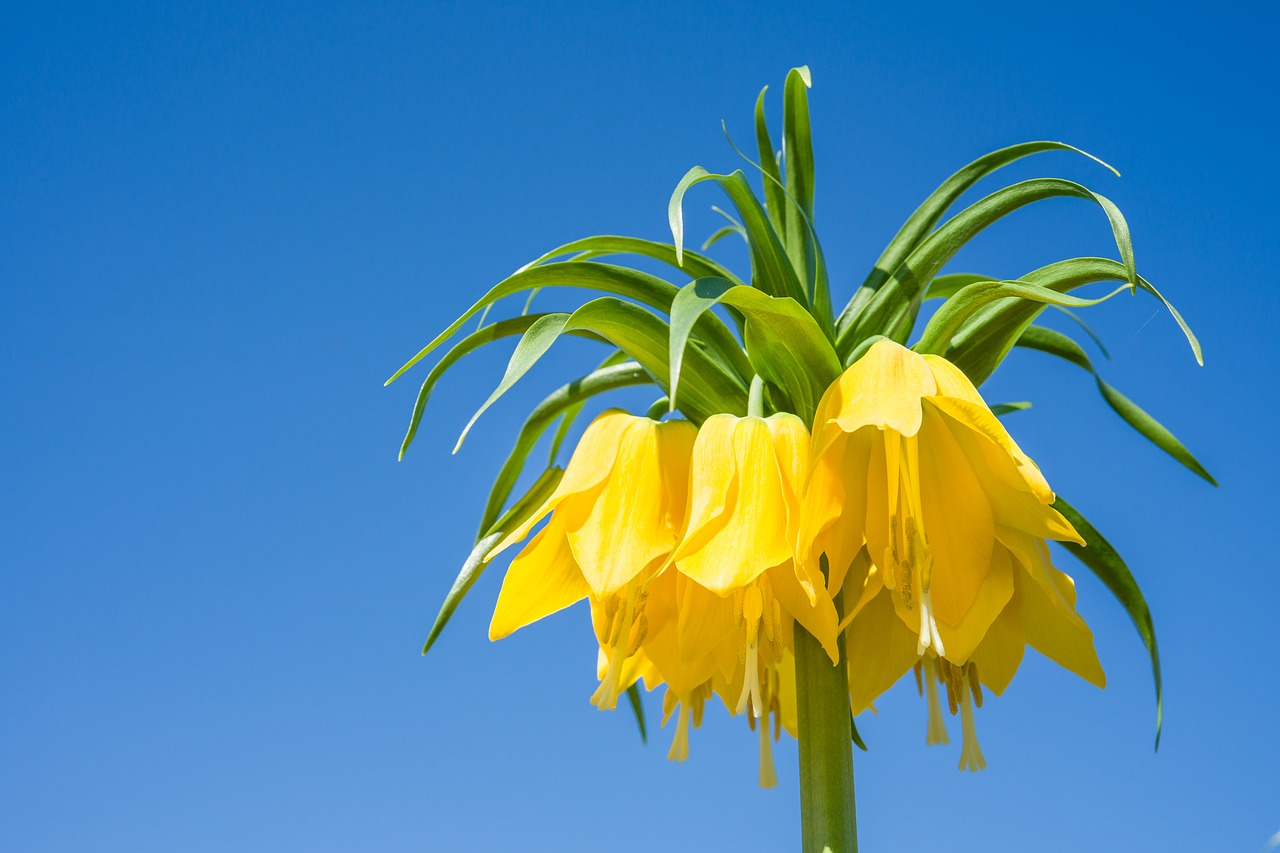 imperial crown  fritillaria imperialis  nature free photo