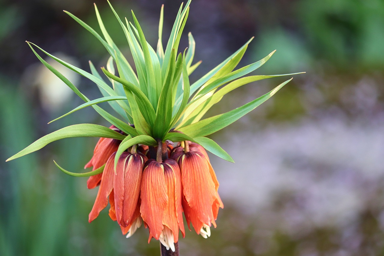 imperial crown  red  fritillaria free photo
