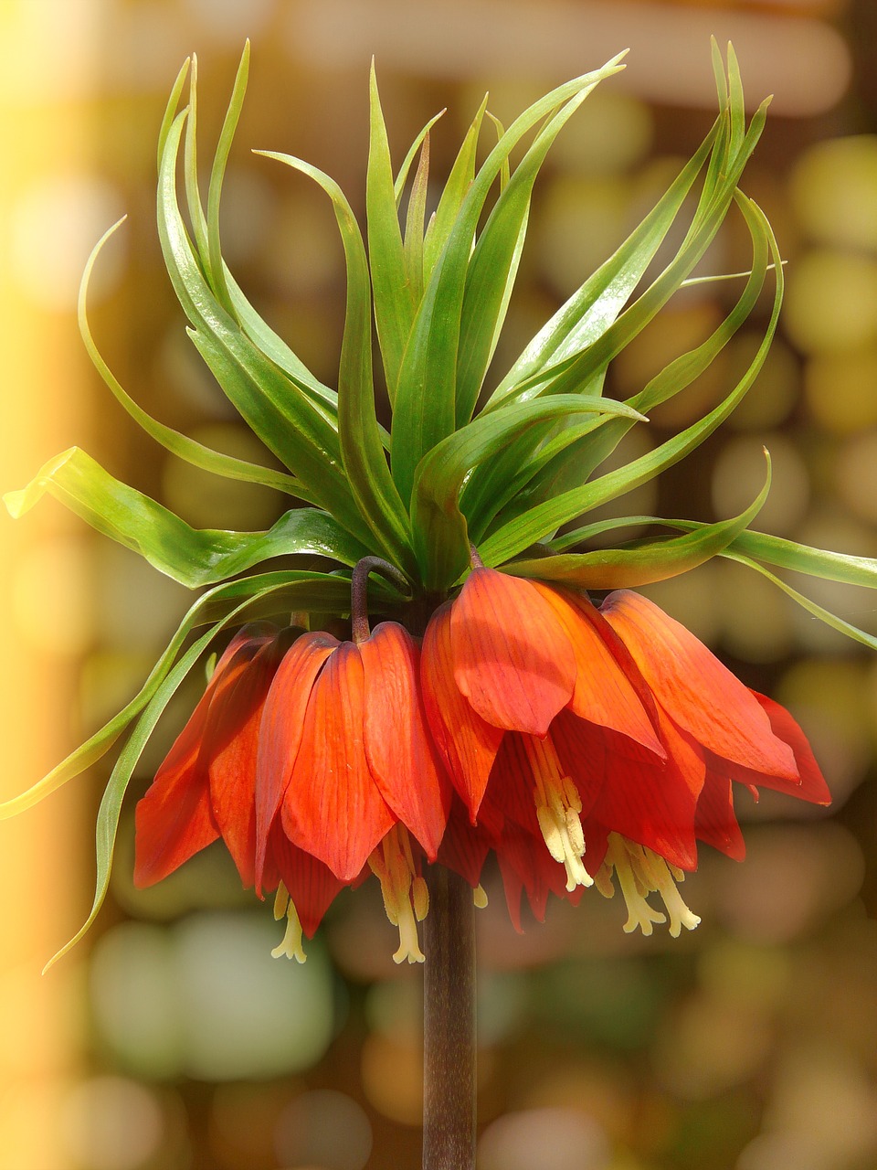 imperial crown flower blossom free photo