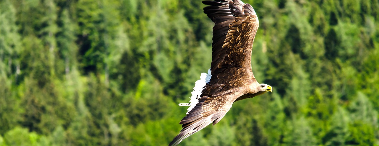 imperial eagle adler raptor free photo