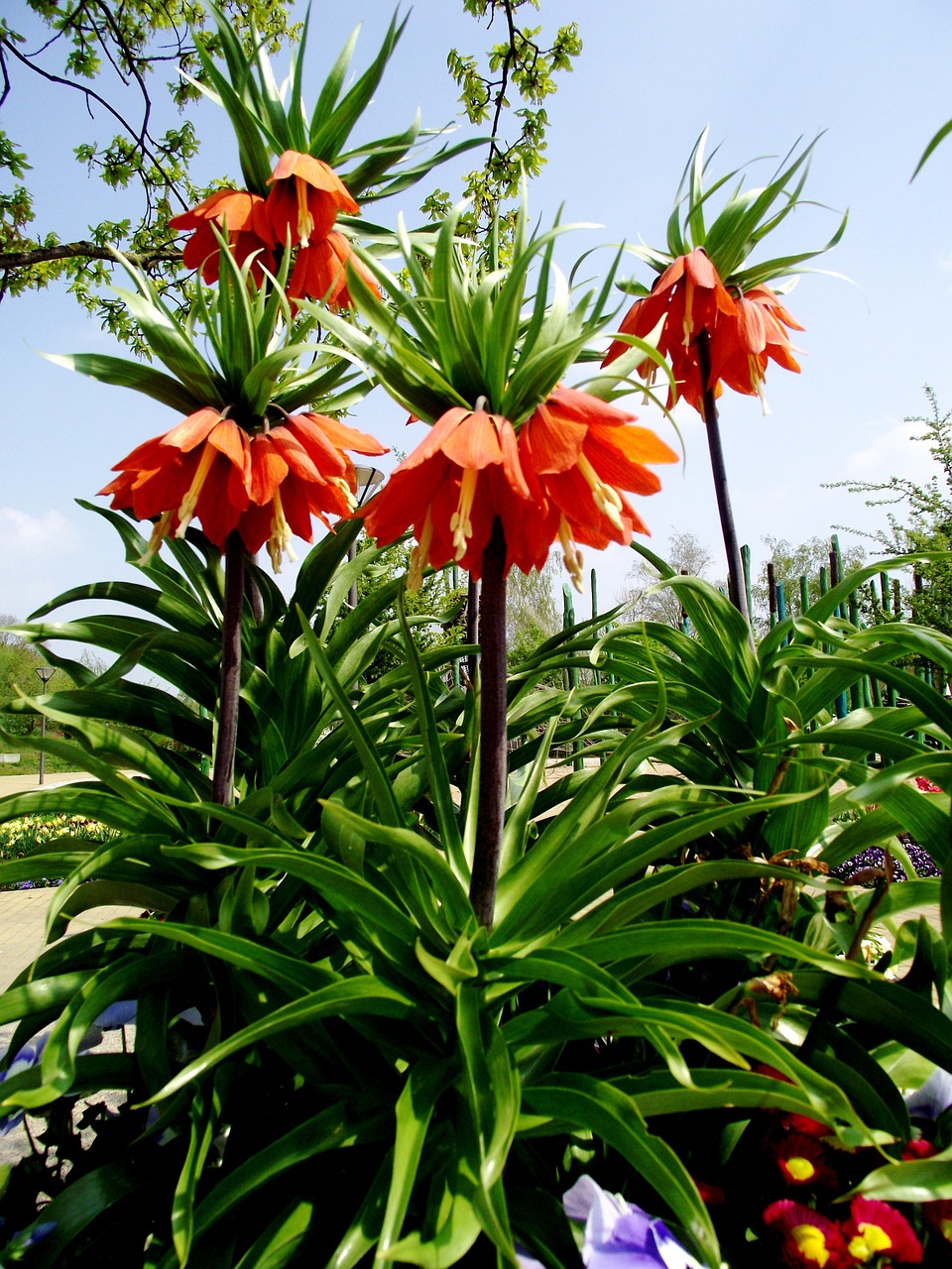 imperial flower flowers orange free photo