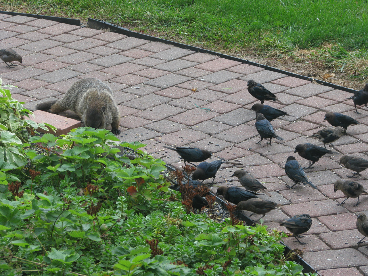 groundhog starlings meeting free photo
