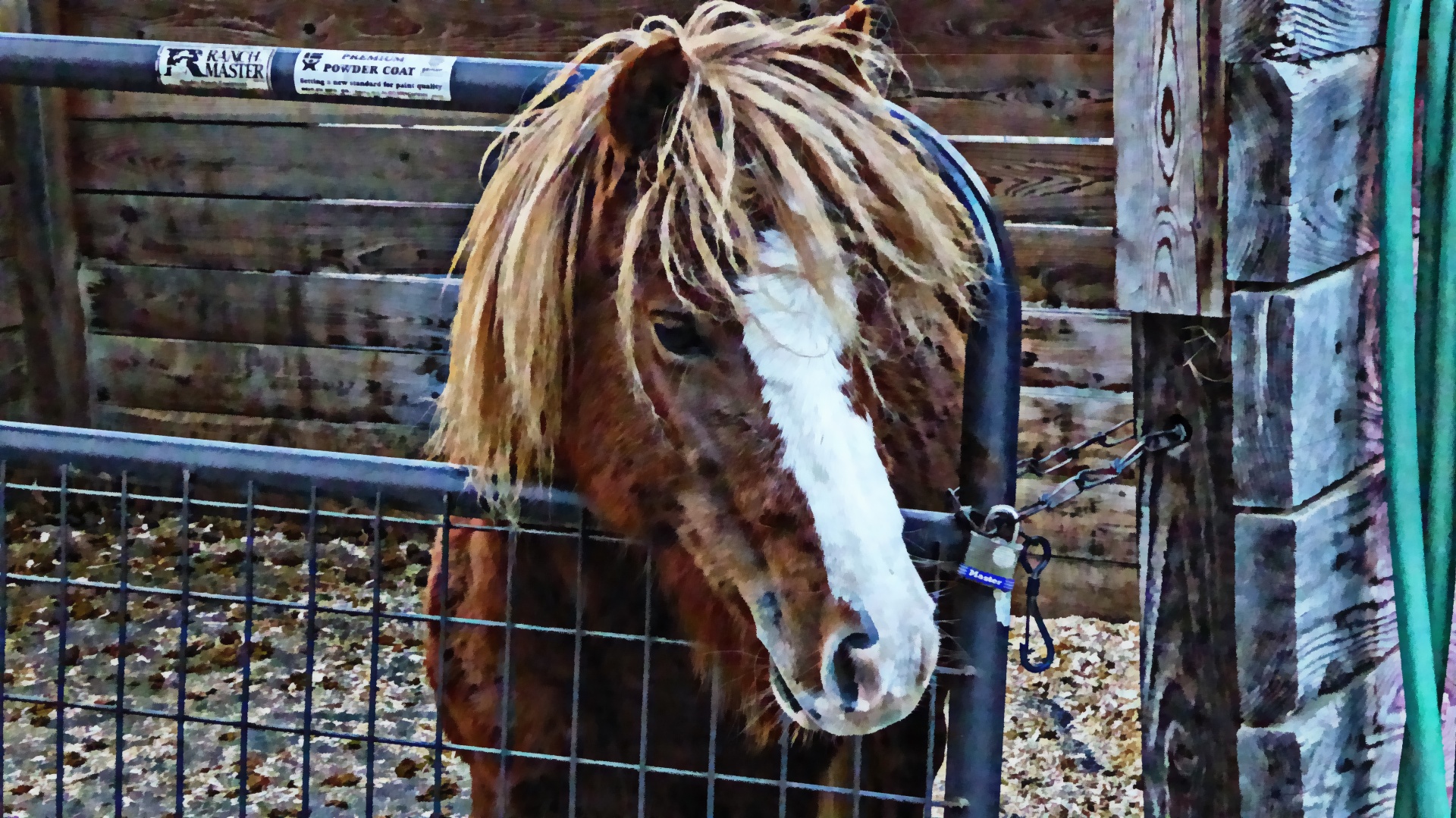 horse pony impression free photo