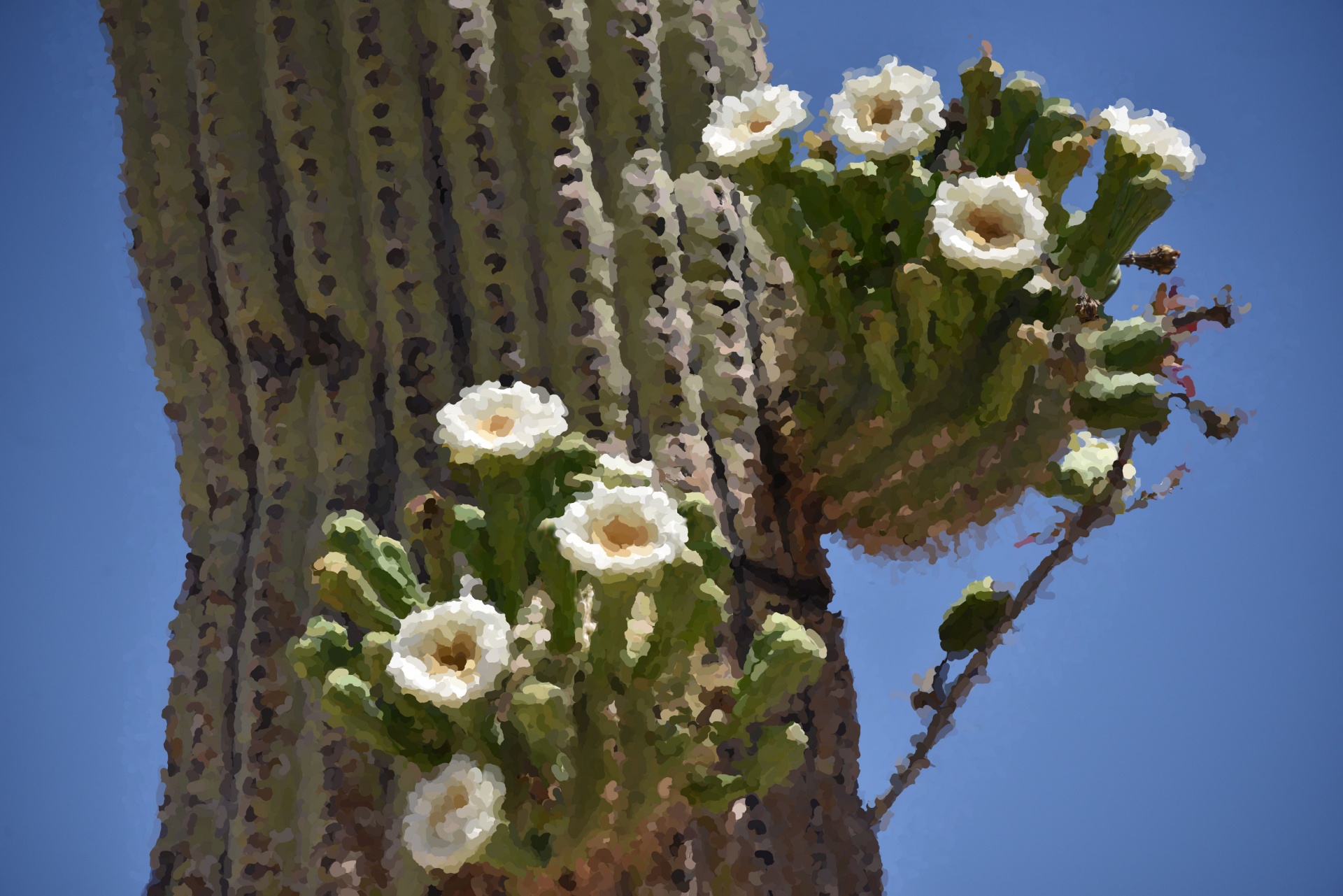 cactus cacti blooming cacti free photo