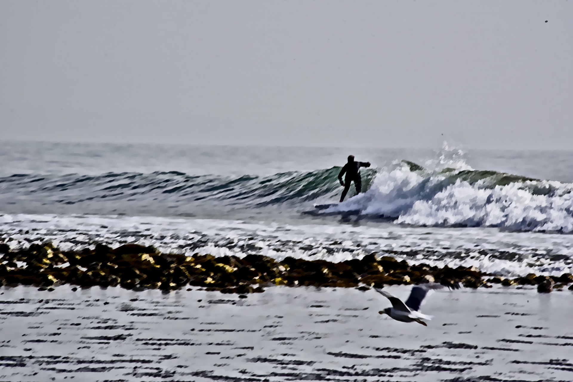 surfer each gulls free photo