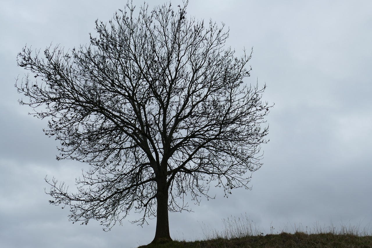 impressions autumn tree free photo