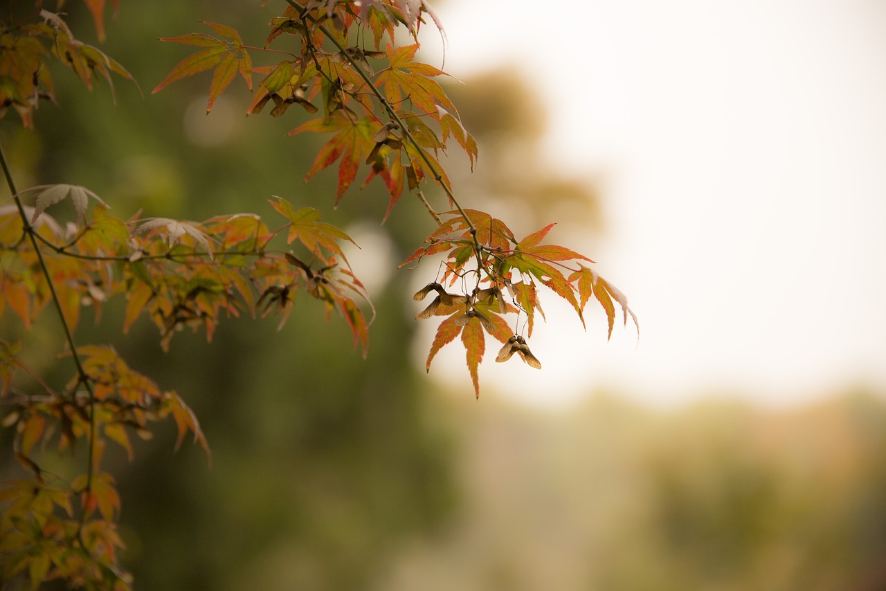 in autumn autumn west coast free photo