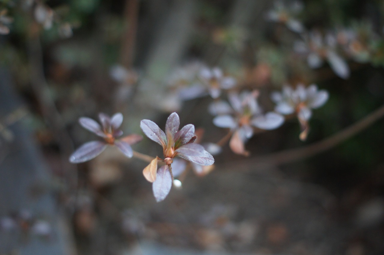 in autumn  winter flowers  flowers free photo