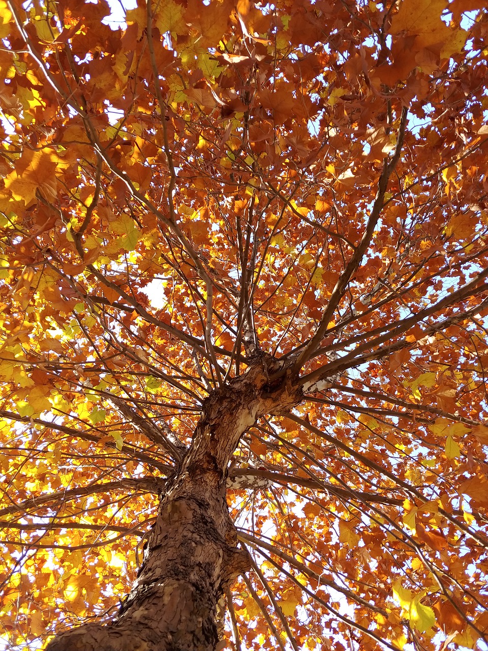 in autumn  autumn  leaves free photo