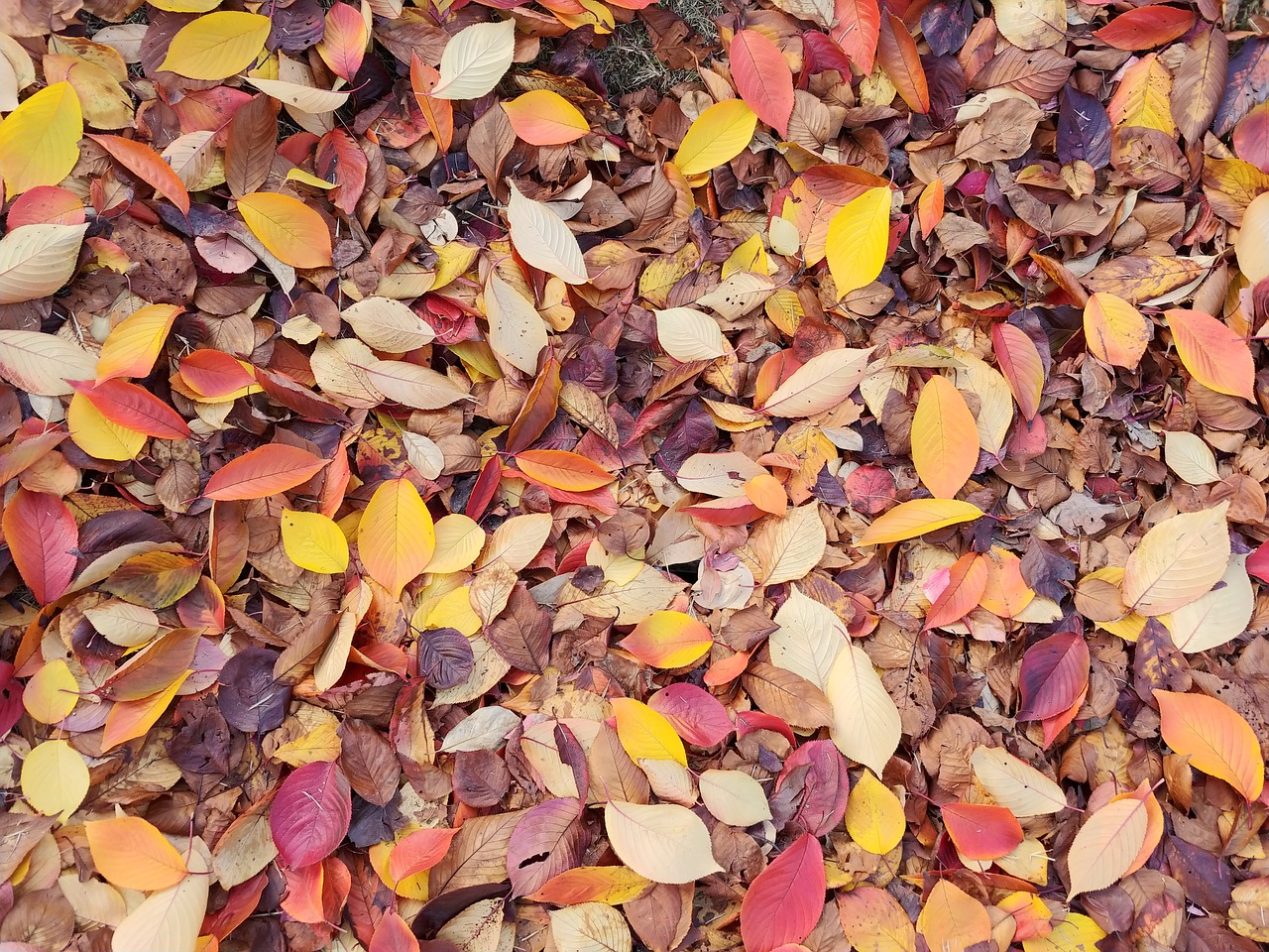 in autumn  autumn  leaves free photo