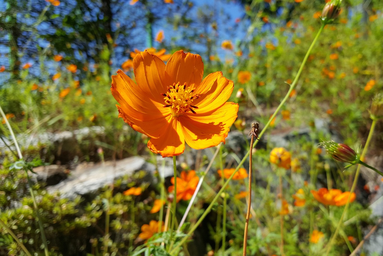 in autumn cosmos orange free photo