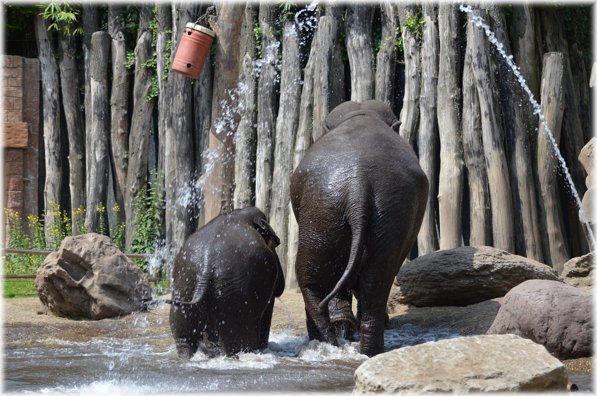 elephant indian elephant pool free photo