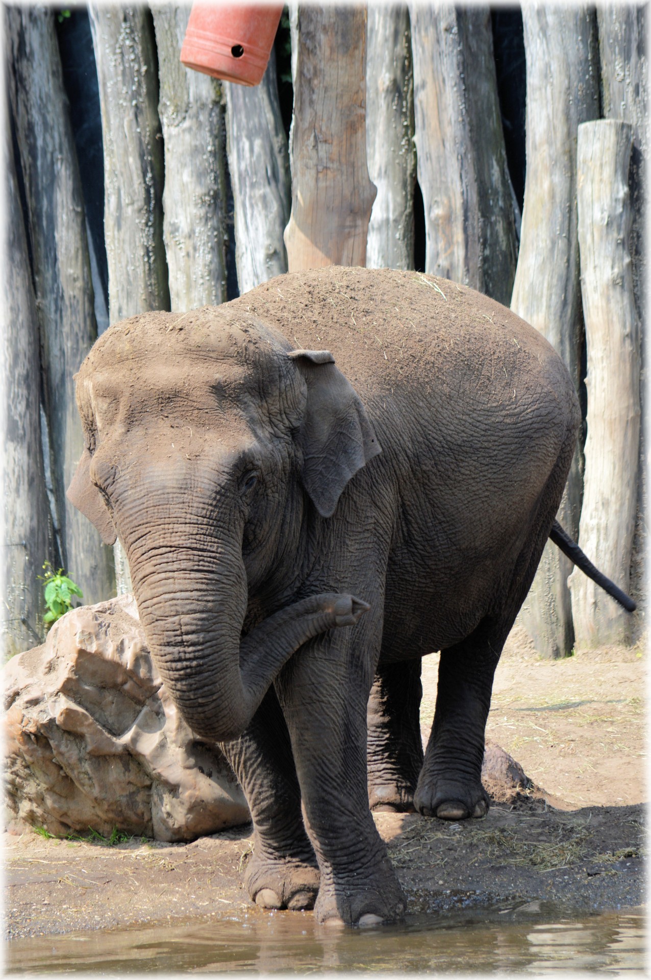 elephant indian elephant pool free photo