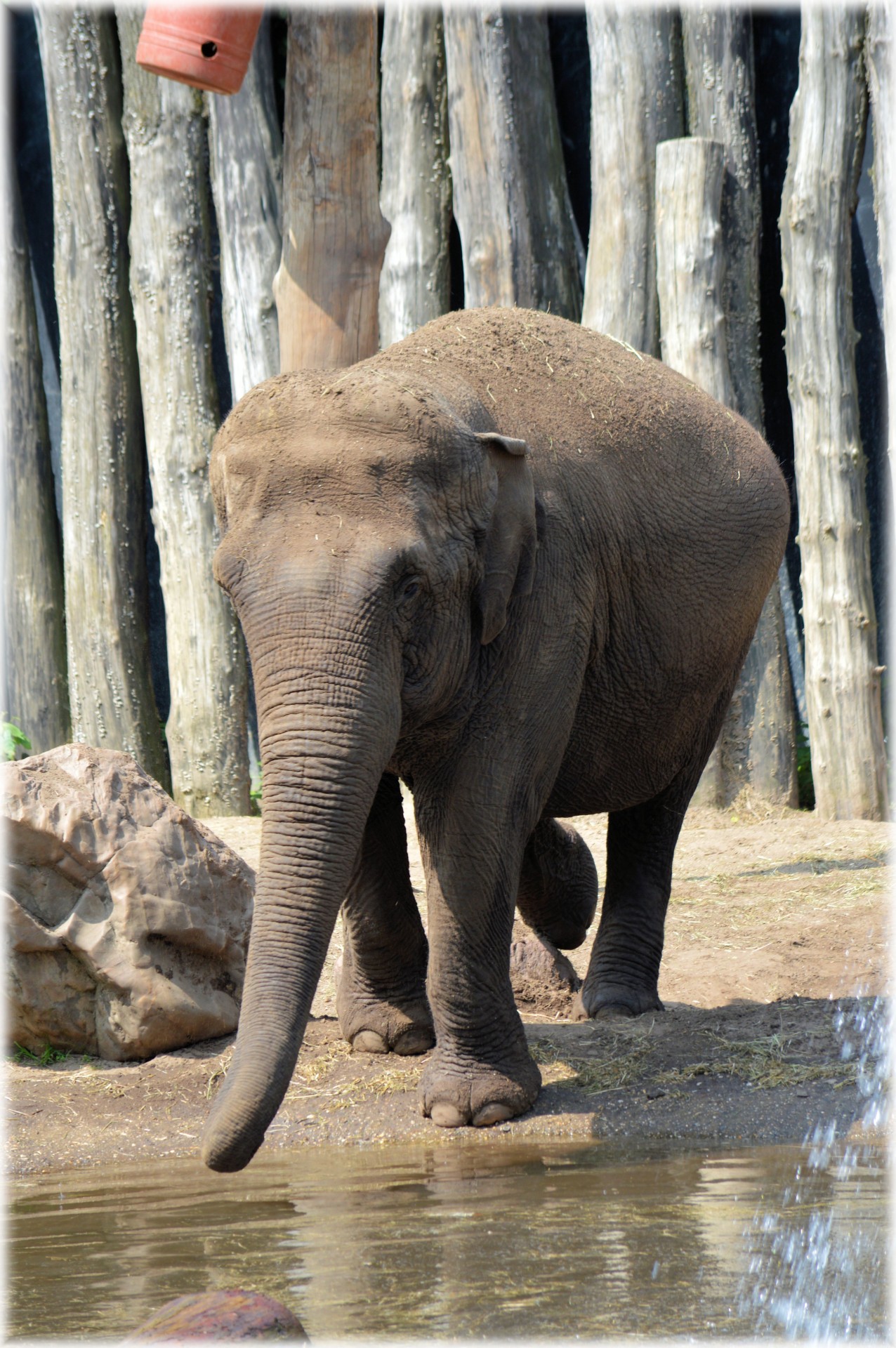 elephant indian elephant pool free photo