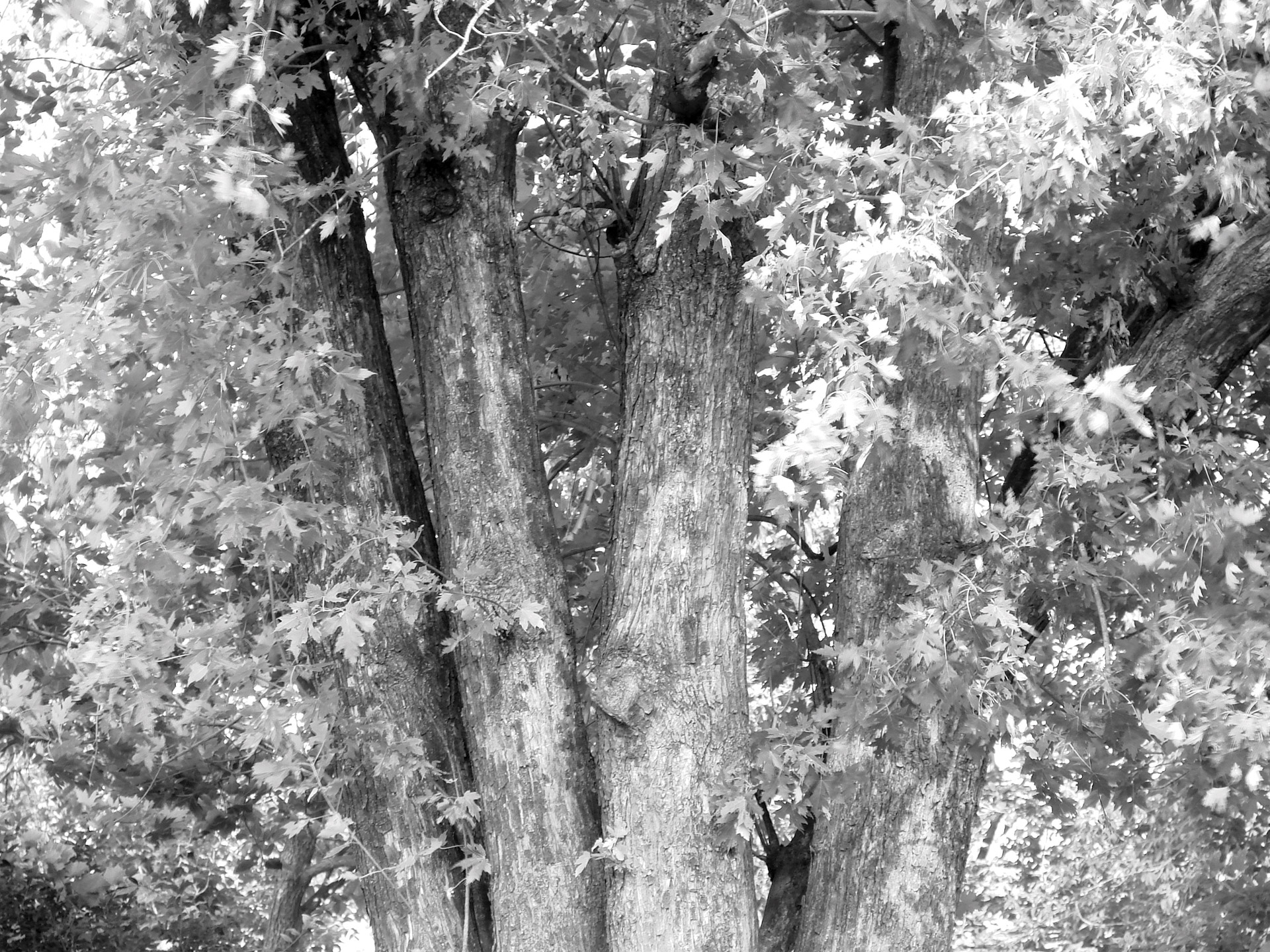 tree black and white nature free photo