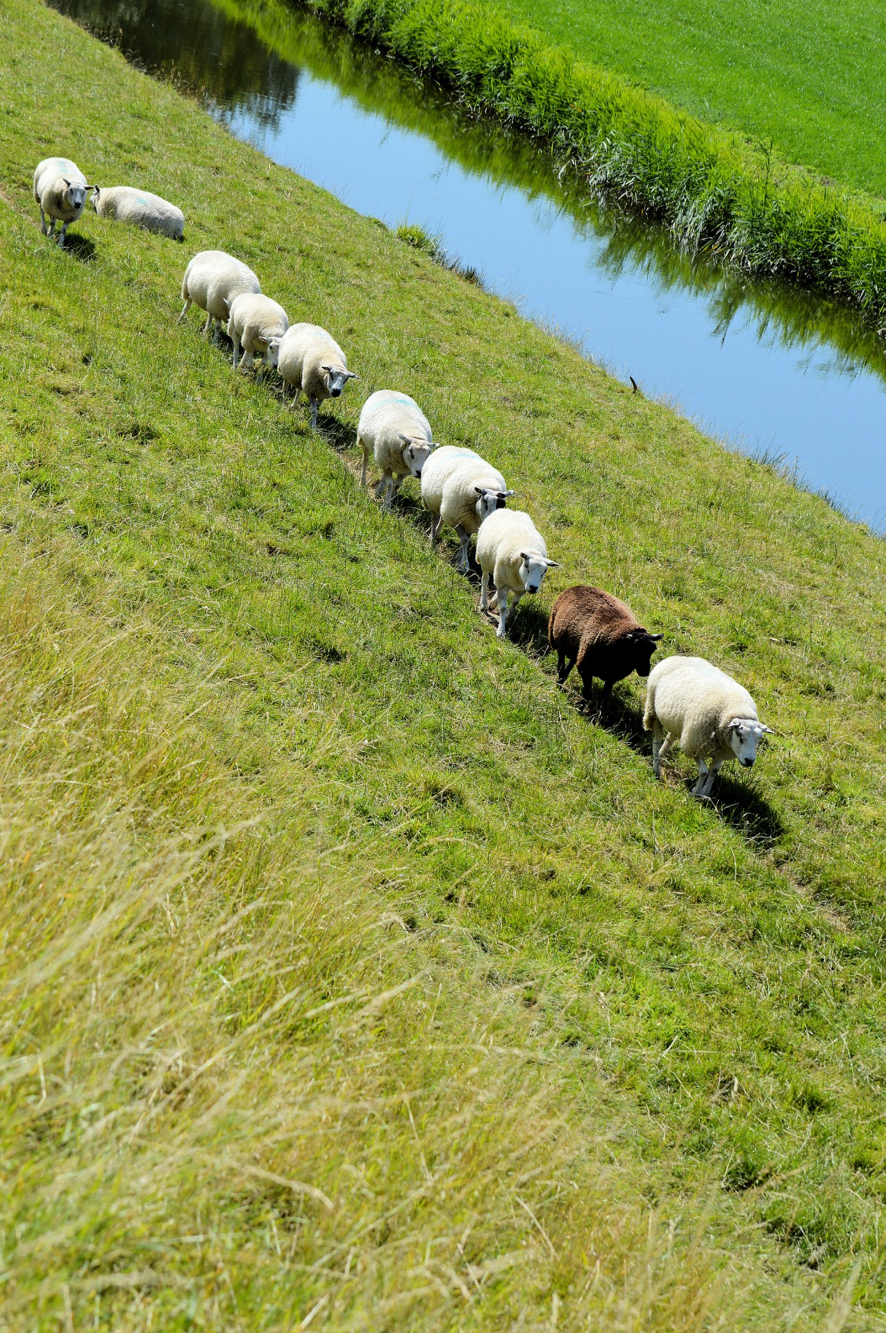 sheep lamb cattle free photo