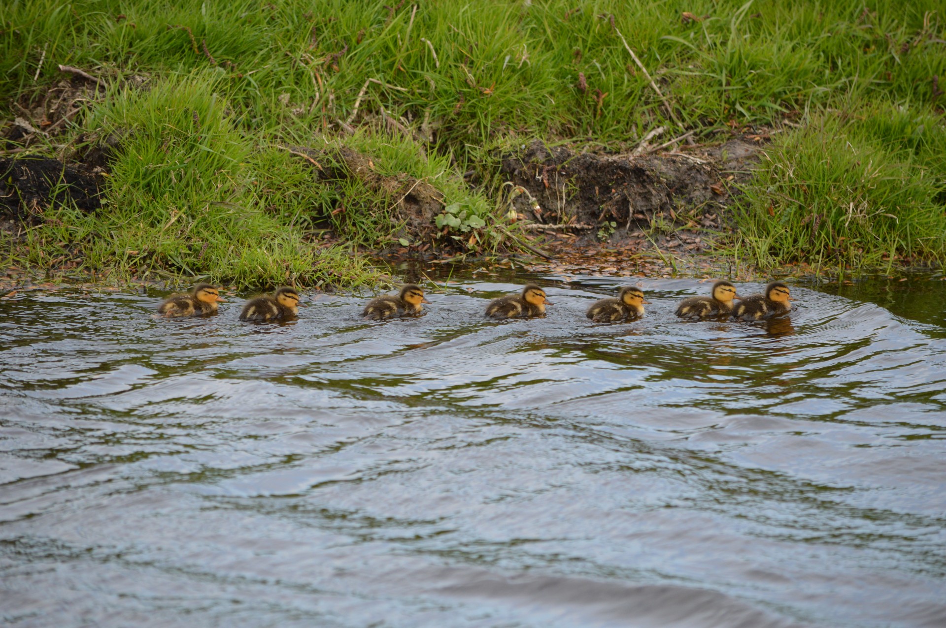 duck water water bird free photo