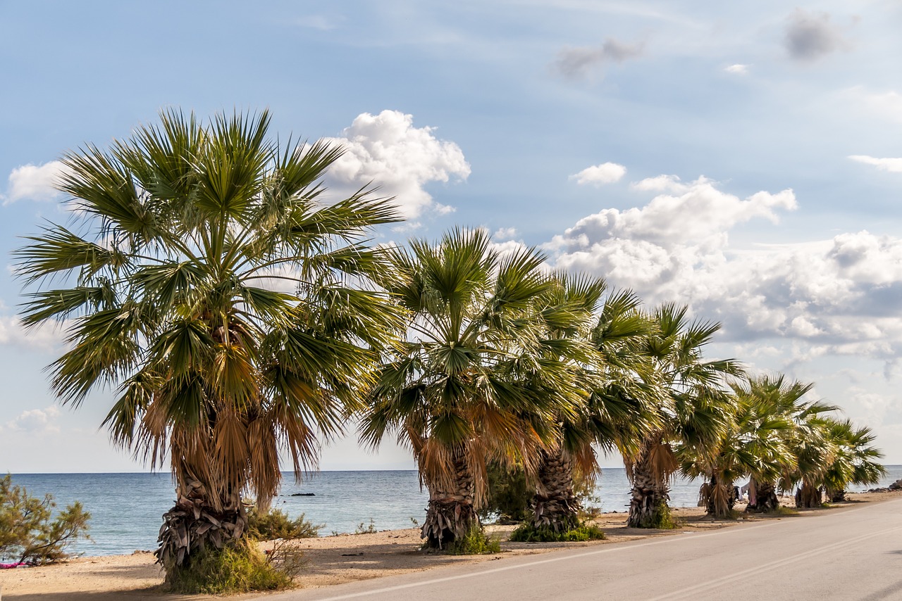 palm trees travel tropical free photo