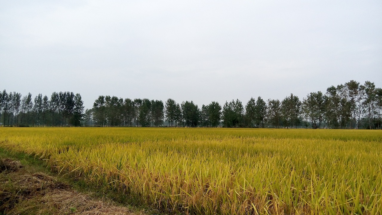 in rice field ye tian autumn free photo