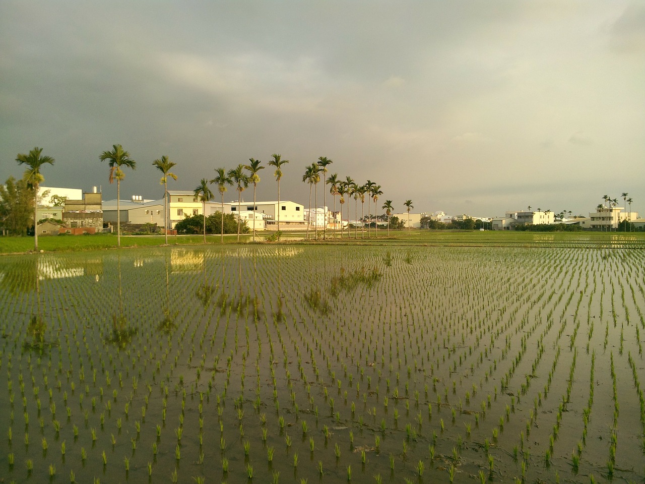 in rice field landscape areca catechu tree free photo