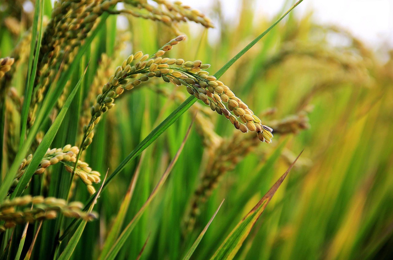 in rice field rice free pictures free photo