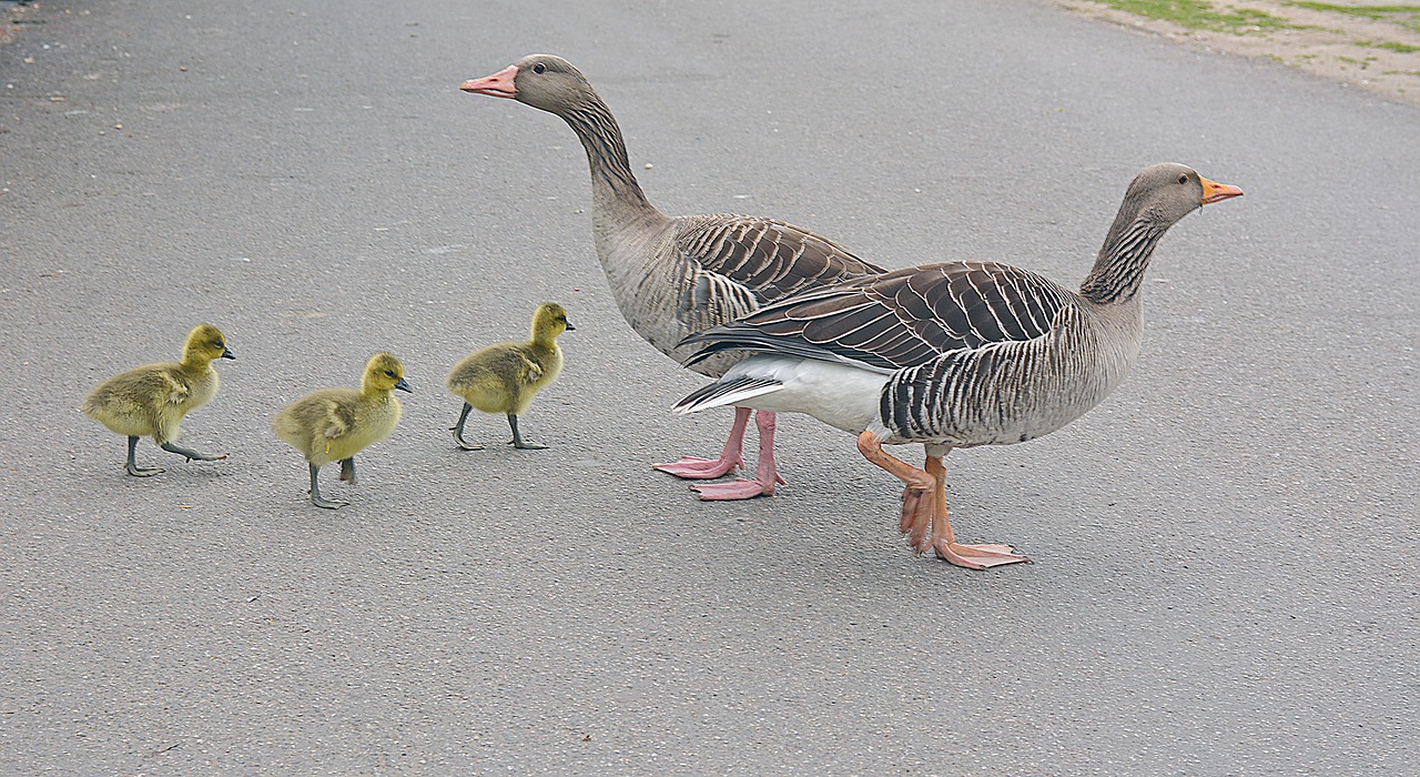 in single file  geese  goslings free photo