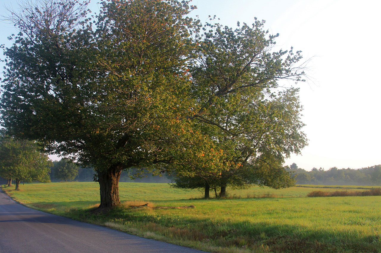 landscape nature road free photo