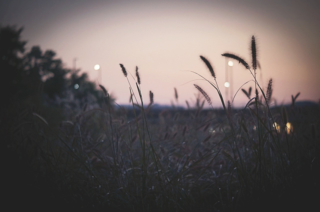 in the evening  autumn sky  sky free photo