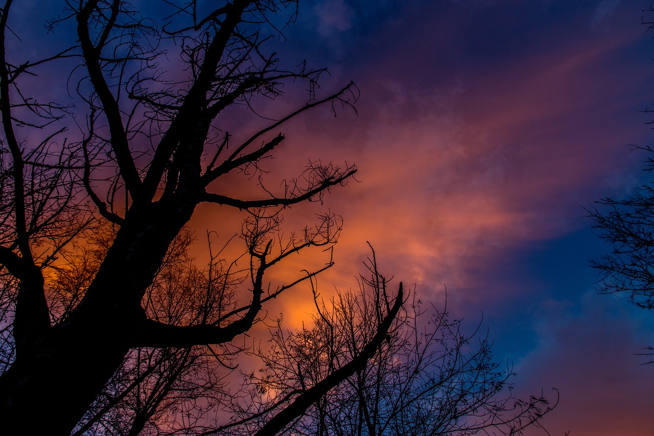 in the evening  silhouette  tree free photo