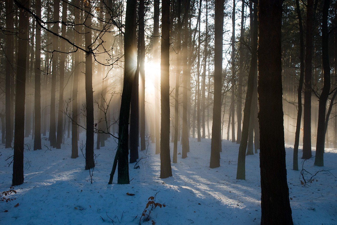 in the forest sunshine gegenlichtaufnahme free photo