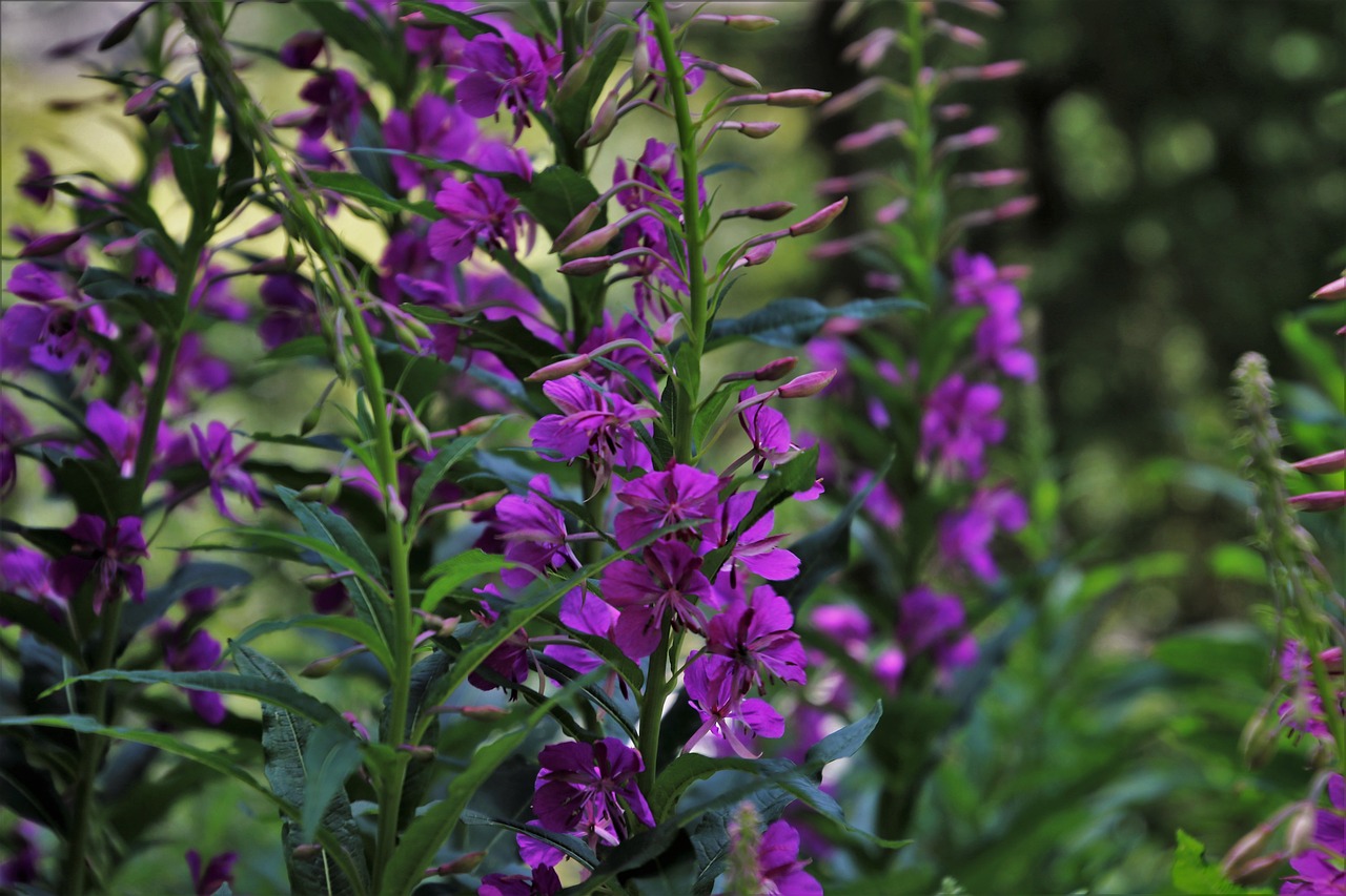 in the forest  pink flowers  wierzbówka free photo