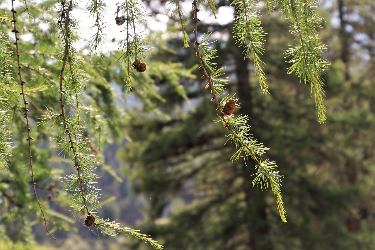 in the forest  conifer  larch free photo