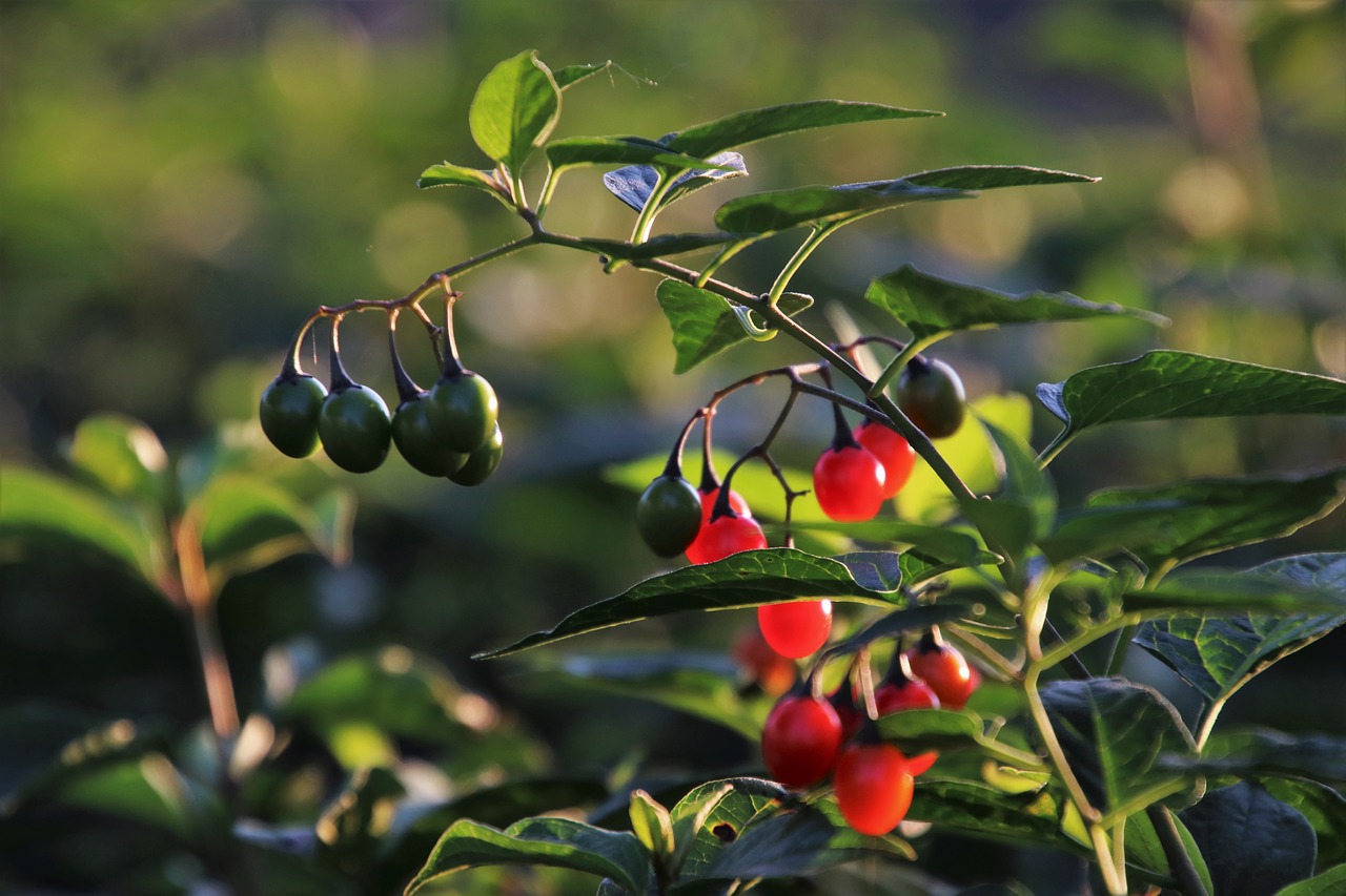 in the forest  berries  plant free photo