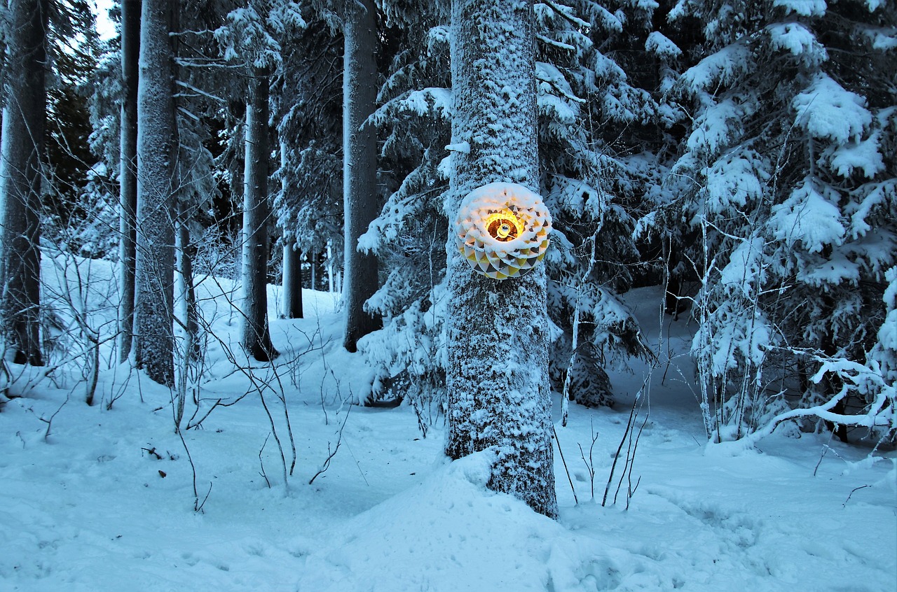 in the forest  cold  snowy free photo