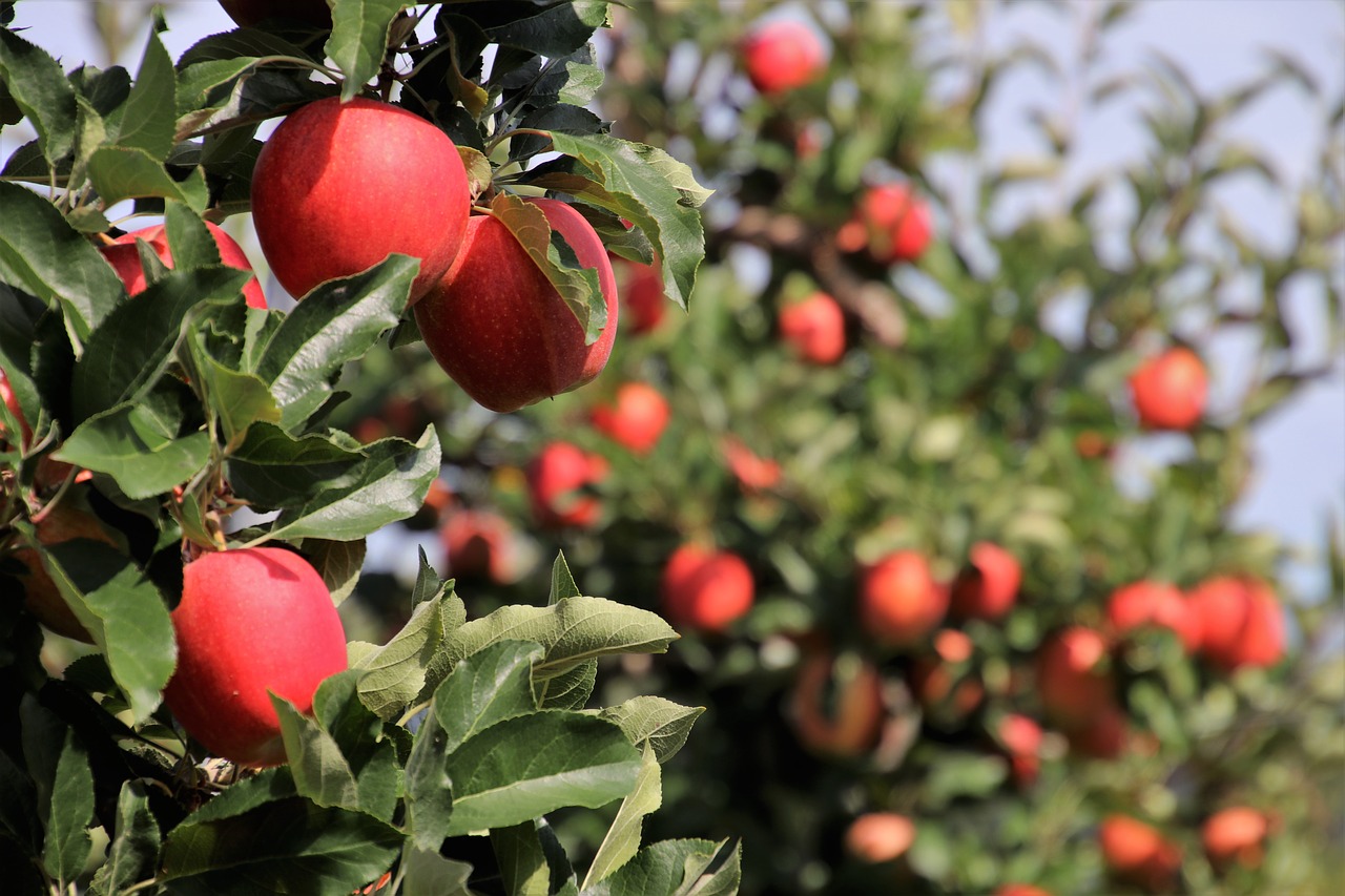 in the garden  apples  apple free photo