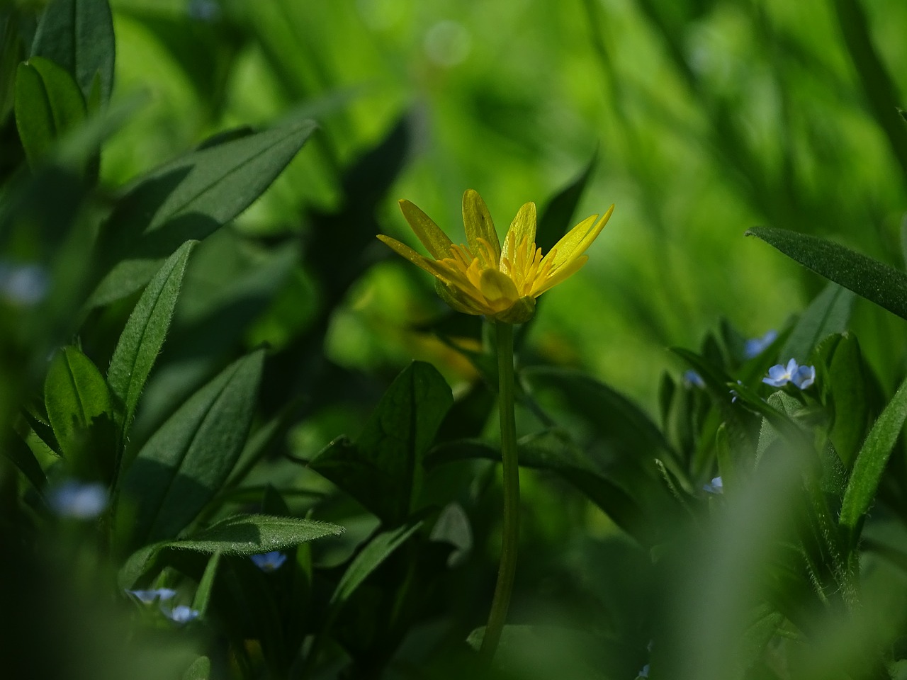 in the grass  flower  yellow free photo