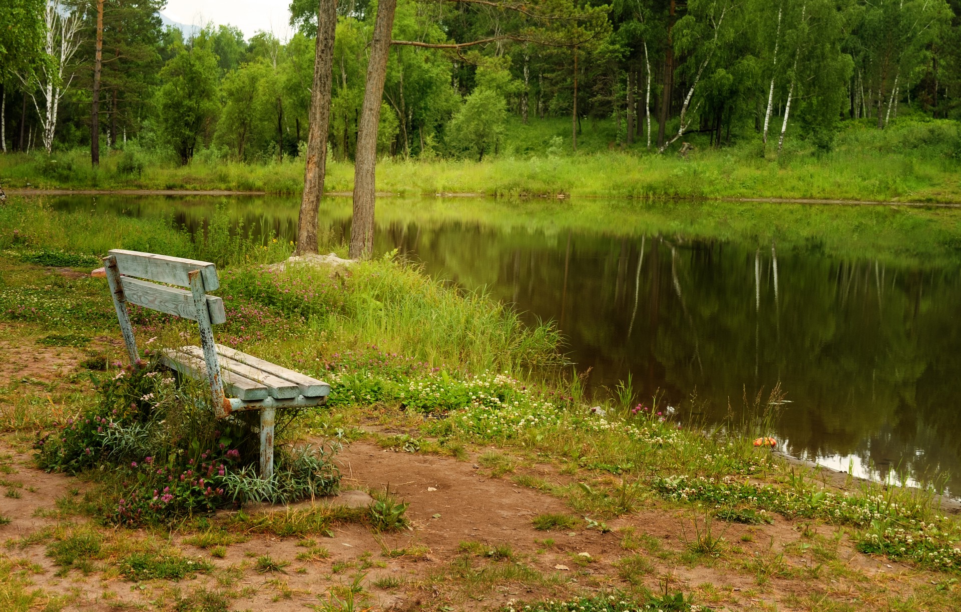 bench nature park free photo