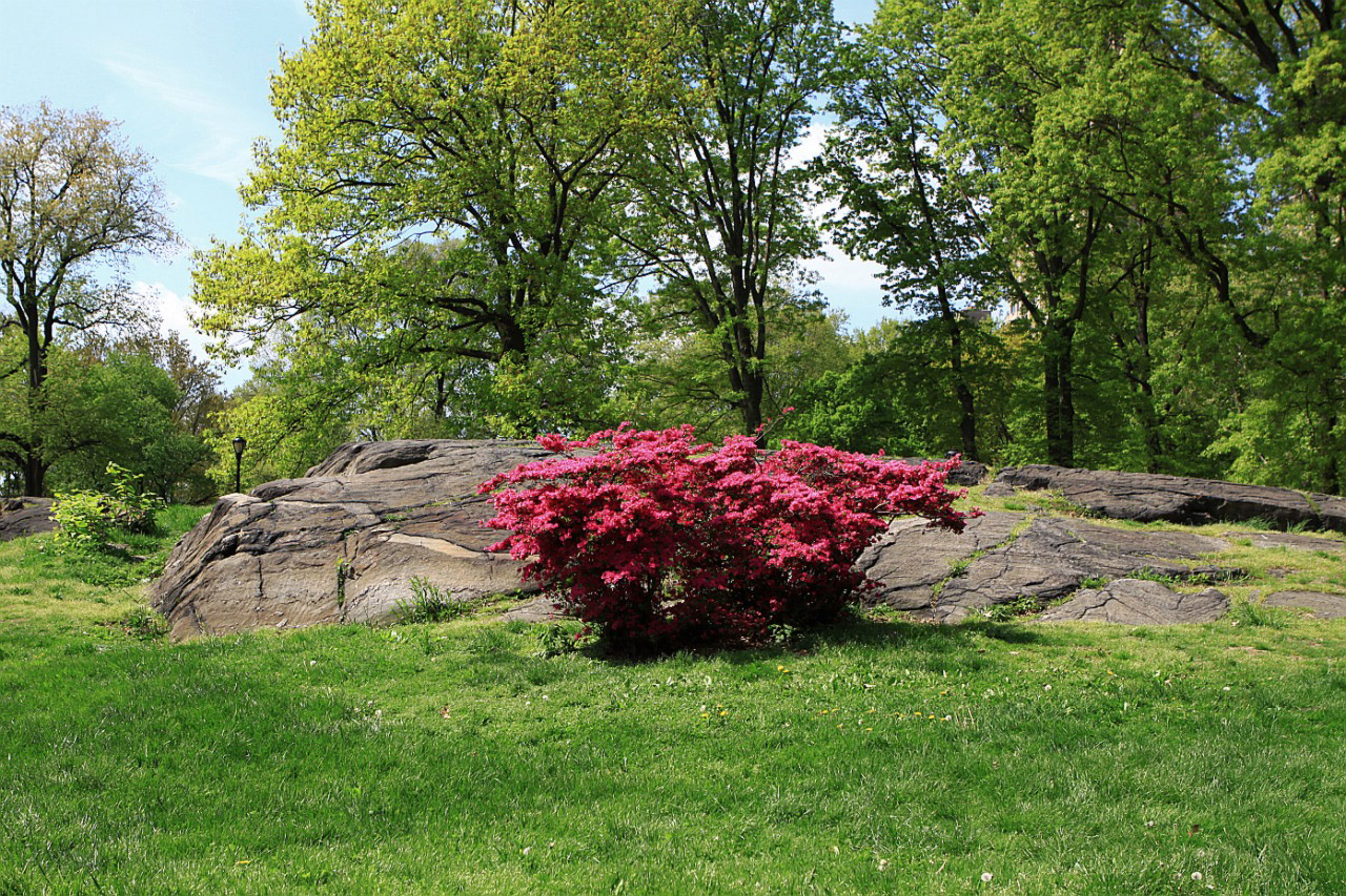 park tree grass free photo